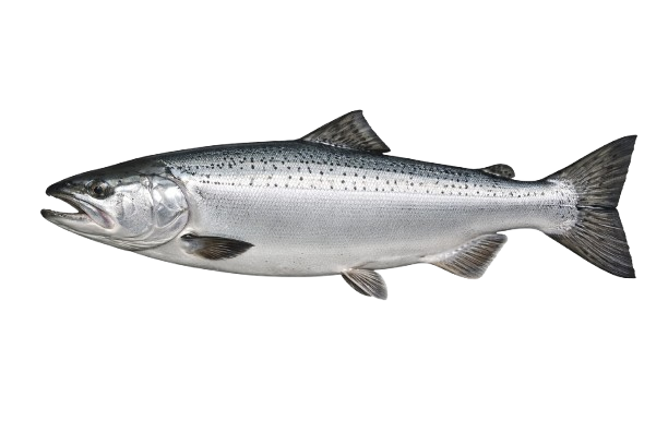 Chinook Salmon (King Salmon)